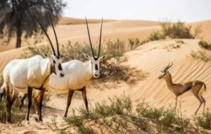 بیابان امارات در حال تبدیل به منطقه‌ای سر‌سبز است(+ویدئو)