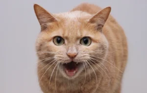 علائم بیماری هاری در گربه ها و روش های آن