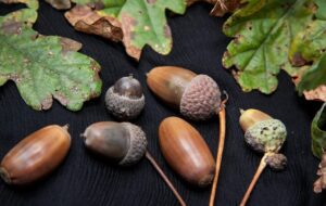 چند دلیل که خوردن میوه بلوط باید جز برنامه غذایی ما باشد