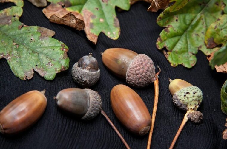 چند دلیل که خوردن میوه بلوط باید جز برنامه غذایی ما باشد
