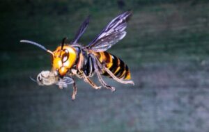 زنبور خرمایی که نیش آن کلیه و قلب انسان را از کار می اندازد