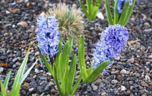 فال حافظ امروز ۲۹ اسفند/چنین که در دل من داغ زلف سرکش توست