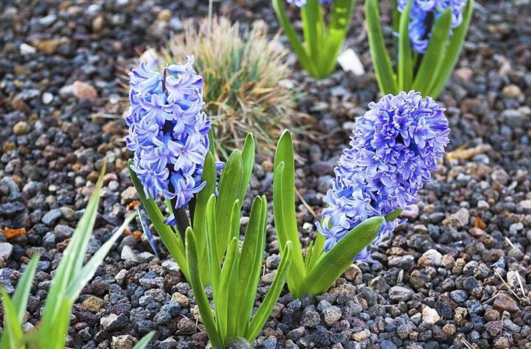 فال حافظ امروز ۲۹ اسفند/چنین که در دل من داغ زلف سرکش توست