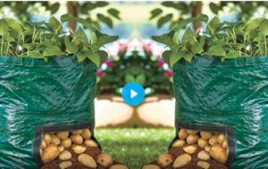 روش کاشت سیب زمینی در گلدان که ۱۲ کیلو محصول می دهد(+ویدئو)