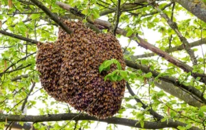 عسل تقلبی بلای جان زنبورداران ؛ باور ندارید آب شکر می خَرید ؟