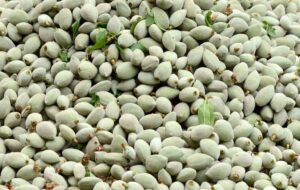 عوارض خوردن چغاله‌ بادام نوبرانه که باورتان نمی شود