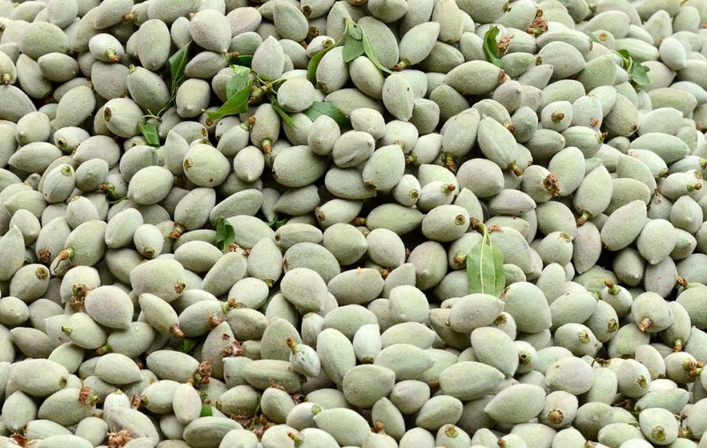 عوارض خوردن چغاله‌ بادام 3