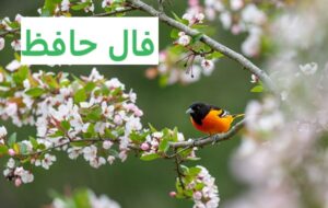 فال حافظ امروز ۲۳ اسفند/مگر که لاله بدانست بی‌وفایی دهر
