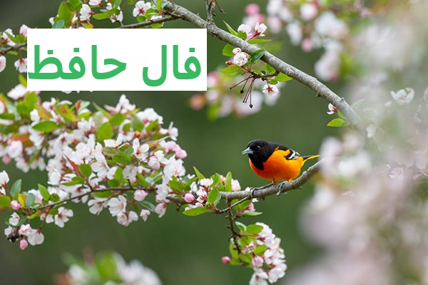 عکس گل و بلبل برای پروفایل