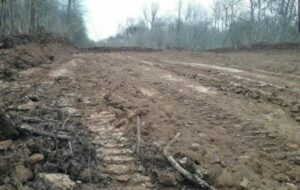 قطع هزاران اصله درخت در جنگل‌های نور مازندران و مختار یاسوج/کمر به قتل عام طبیعت بسته‌اند