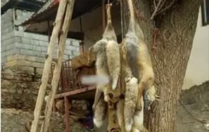 مرد روباه کش دستگیر شد