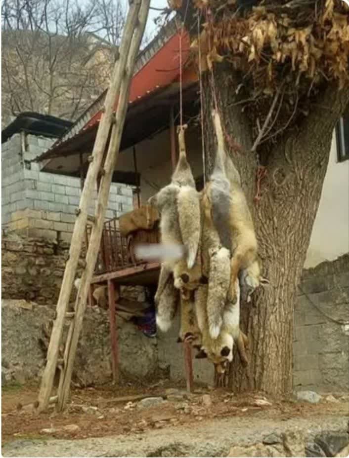 مرد روباه کش مرزن آباد 2