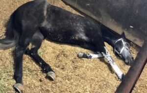 مُردار شدن ۲۹ راس اسب اصیل در گراش بعلت یک بیماری عفونی واگیردار