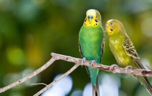 فال حافظ امروز ۲۴ اسفند/ به دور نرگس مستت سلامت را دعا گفتیم