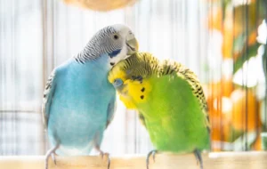 فال حافظ امروز ۱۲ اسفند/ به بوی زلف تو گر جان به باد رفت چه شد