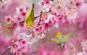 فال حافظ امروز ۲۱ اسفند/عشق است و مفلسی و جوانی و نوبهار