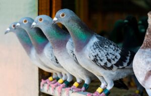 پرورش ۷ میلیون «کبوتر» برای گوشت توسط یک کشاورز [+ویدئو]