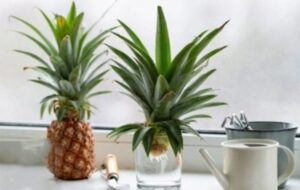 نحوه کشت و برداشت آناناس در خانه که راحت میوه هم بدهد (+ویدئو)