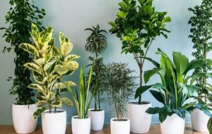 ۱۶ گل و گیاه آپارتمانی قشنگ که زیبنده اتاق پذیرایی هستند