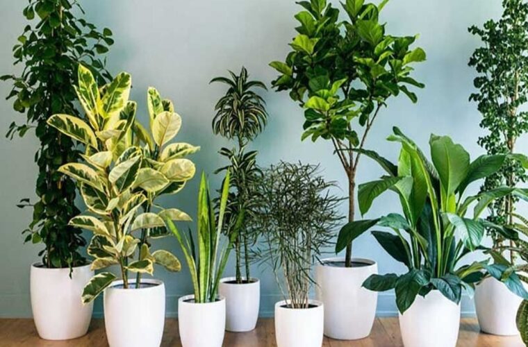 ۱۶ گل و گیاه آپارتمانی قشنگ که زیبنده اتاق پذیرایی هستند