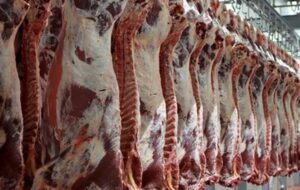 ۵۰۰ تن گوشت قرمز با نرخ دولتی در بوشهر توزیع می شود