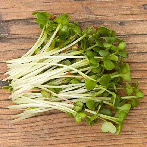 خاصیت جوانه تربچه