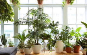 ۹ نشانه اصلی که خبر از کمبود نور در گیاهان آپارتمانی می دهد