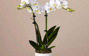 ۱۸ نکته ای که درمورد نگهداری گل ارکیده نمی دانید