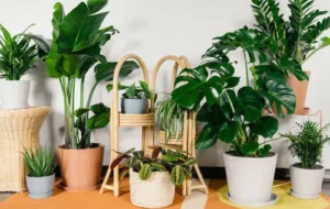 ۷ گیاه آپارتمانی خوشبو که عطر و بوی بی نظیری به خانه شما می بخشند