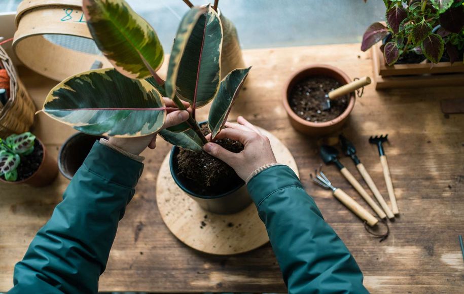 4 main signs that the plant is dying 4
