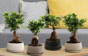 علت ریزش برگ درخت بن سای چیست؟