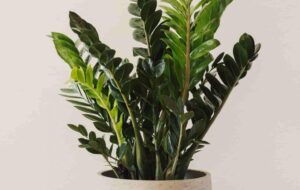 آشنایی با ۴ نوع از گونه های گیاه زاموفیلیا؛از زیباترین گیاهان آپارتمانی