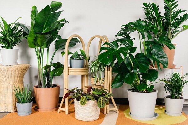 گیاهان آپارتمانی برای کاهش استرس و اضطراب