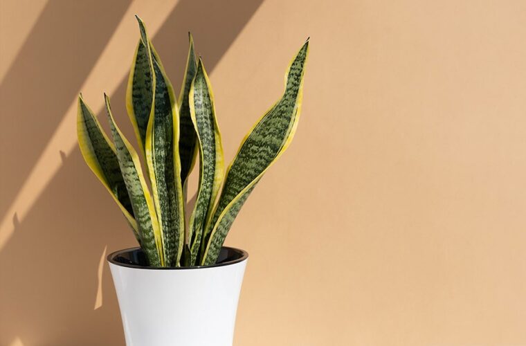 معرفی راهکارهای رشد انفجاری گیاه سانسوریا