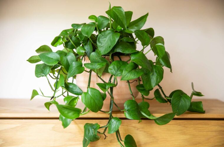 دلیل رشد نکردن گیاه پتوس چیست و چگونه می توان آن را برطرف کرد؟