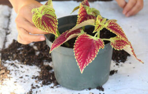 آشنایی با نحوه اصولی قلمه زدن گیاه حسن یوسف به ۲ روش + تکثیر از طریق کاشت بذر