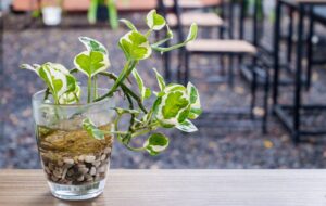 ۹ گیاه آپارتمانی زیبایی که می توانید به راحتی در آب پرورش دهید