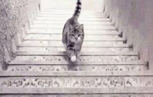 تست شخصیت جزئی‌نگری : از نظر شما گربه به پله بالایی می‌آید یا دارد به پایین گام می‌گذارد؟