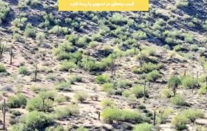 اگر بتوانید در ۷ ثانیه اسبی را در جنگل پیدا کنید، چشمان عقابی دارید!