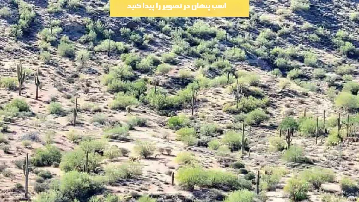 اسب پنهان در تصویر 1