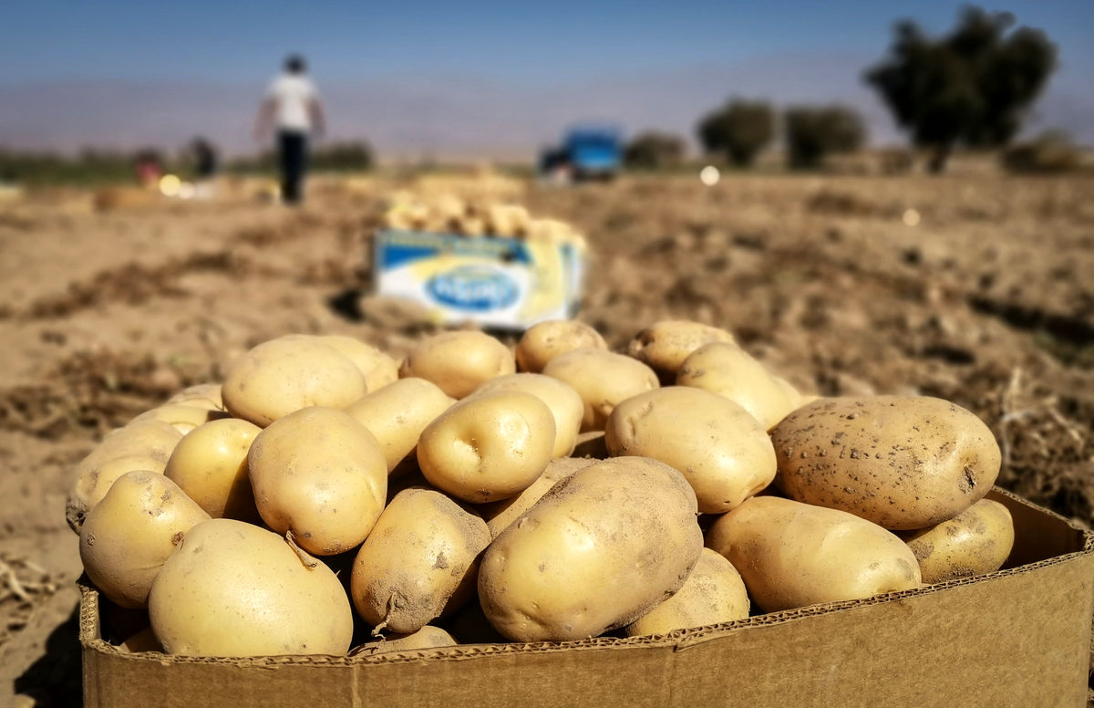 برداشتسیبزمینیکشاورزی
