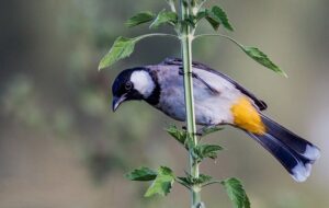 فال حافظ امروز ۲۵ فروردین / طوطی ای را به خیال شکری دل خوش بود