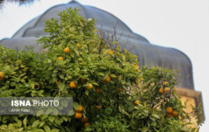 شیراز برخی وسط خیابان آزادانه چکارها نمی کنند ! /عکس
