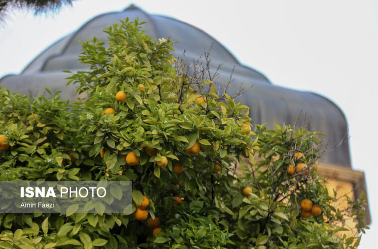 شیراز برخی وسط خیابان آزادانه چکارها نمی کنند ! /عکس