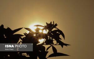 تصاویری تلخ از هجوم به بهار نارنج های شیراز حتی در شاهچراغ