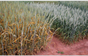 بیماری جدید بهاری که یقه کشاورزان گندمکار را گرفته است