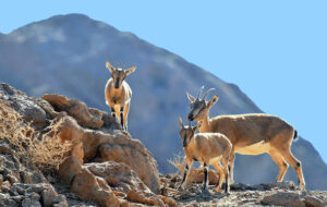تعطیلی پارک ملی بمو در شیراز بدلیل شیوع یک بیماری ویروسی