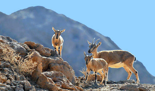 حیات وحش