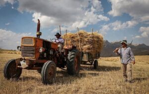 جایزه گندم کشاورزان اعلام نشود دلالان چیزی برای فروش به دولت نمی گذارند