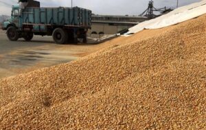 وزارت جهاد برای جلوگیری از تخلف در واردات ذرت چه کرد؟